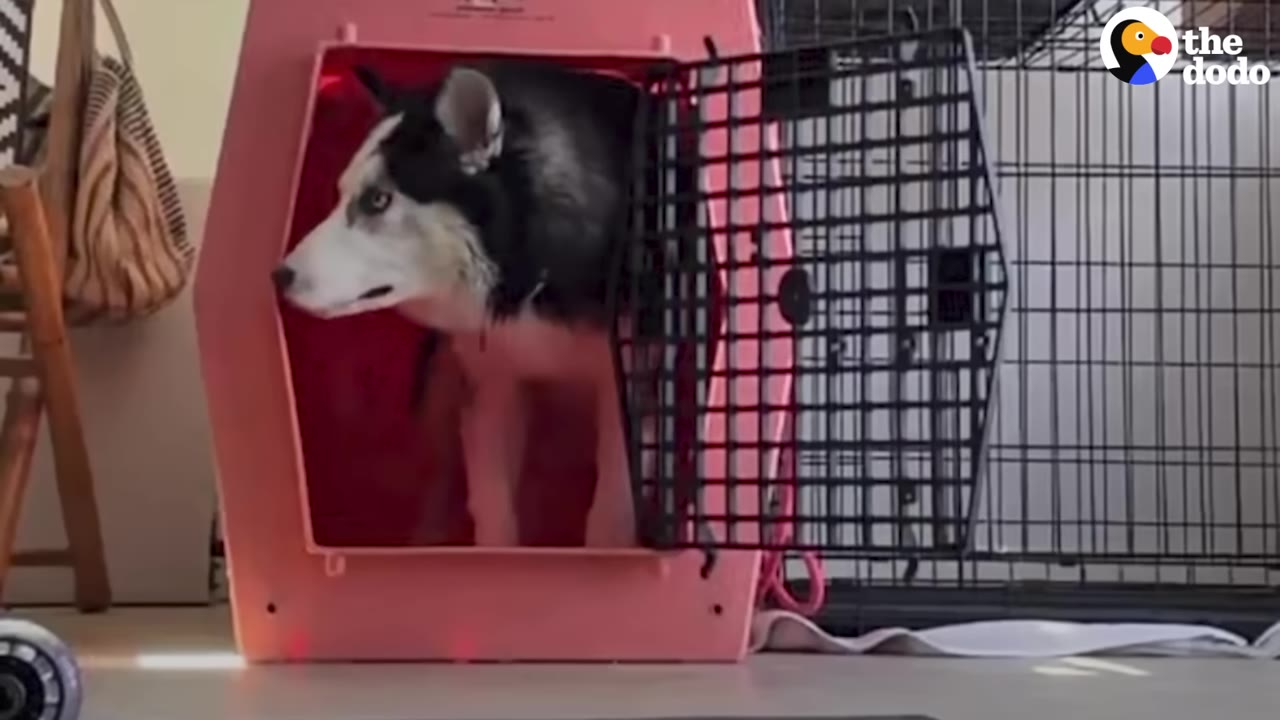A black and white Husky standing inside an open pink plastic dog crate looking out cautiously.