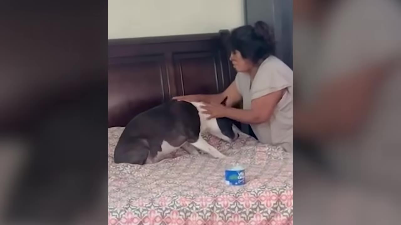 A woman sitting on a bed gently petting a black and white dog.