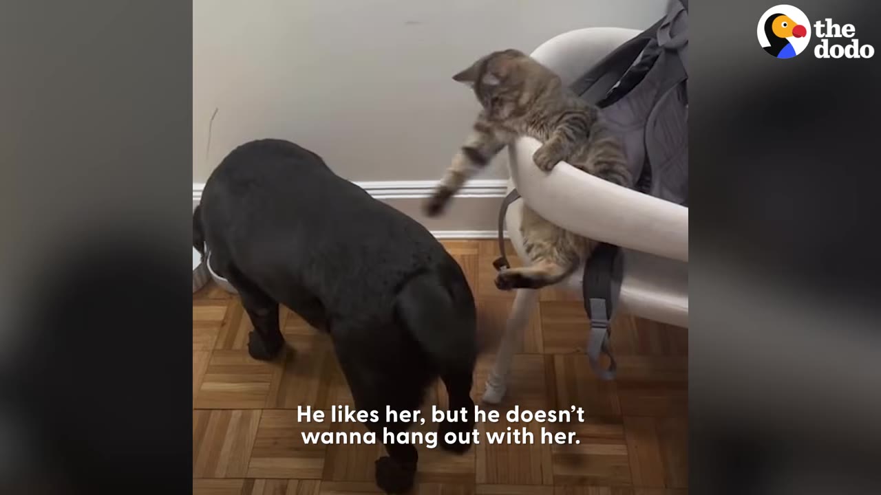 A small tabby kitten sitting in a white chair reaches out its paw towards a black Labrador standing on the floor next to it.