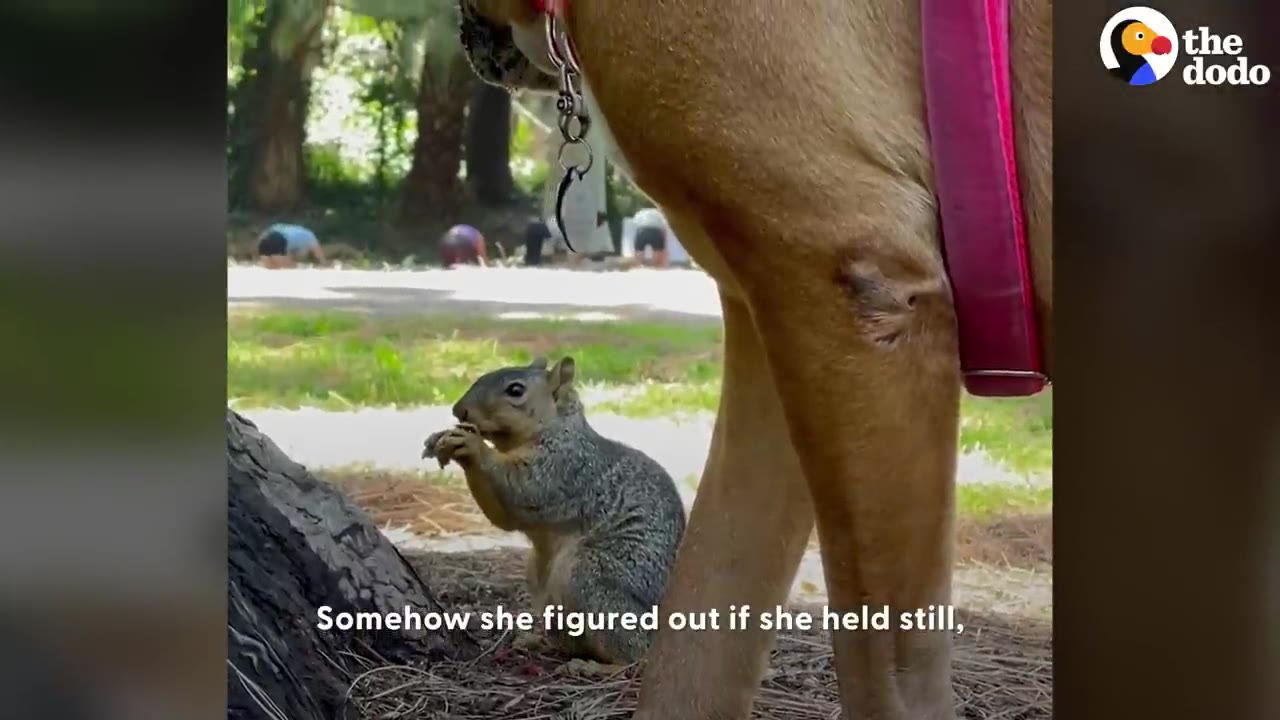 A close-up shot of a small grey squirrel eating on the ground right next to the front leg of a brown dog wearing a pink harness.