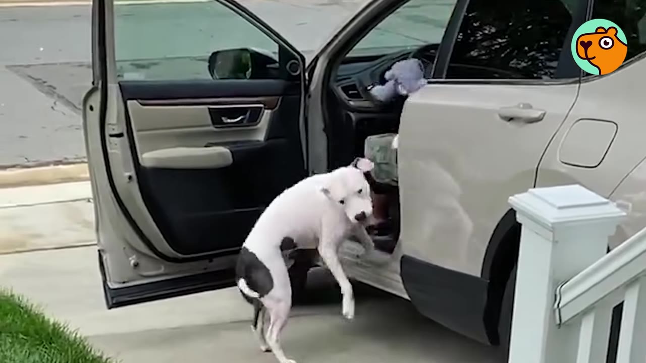 A white dog with a black patch turns near an open car door, where a stuffed toy sits on the dashboard inside.
