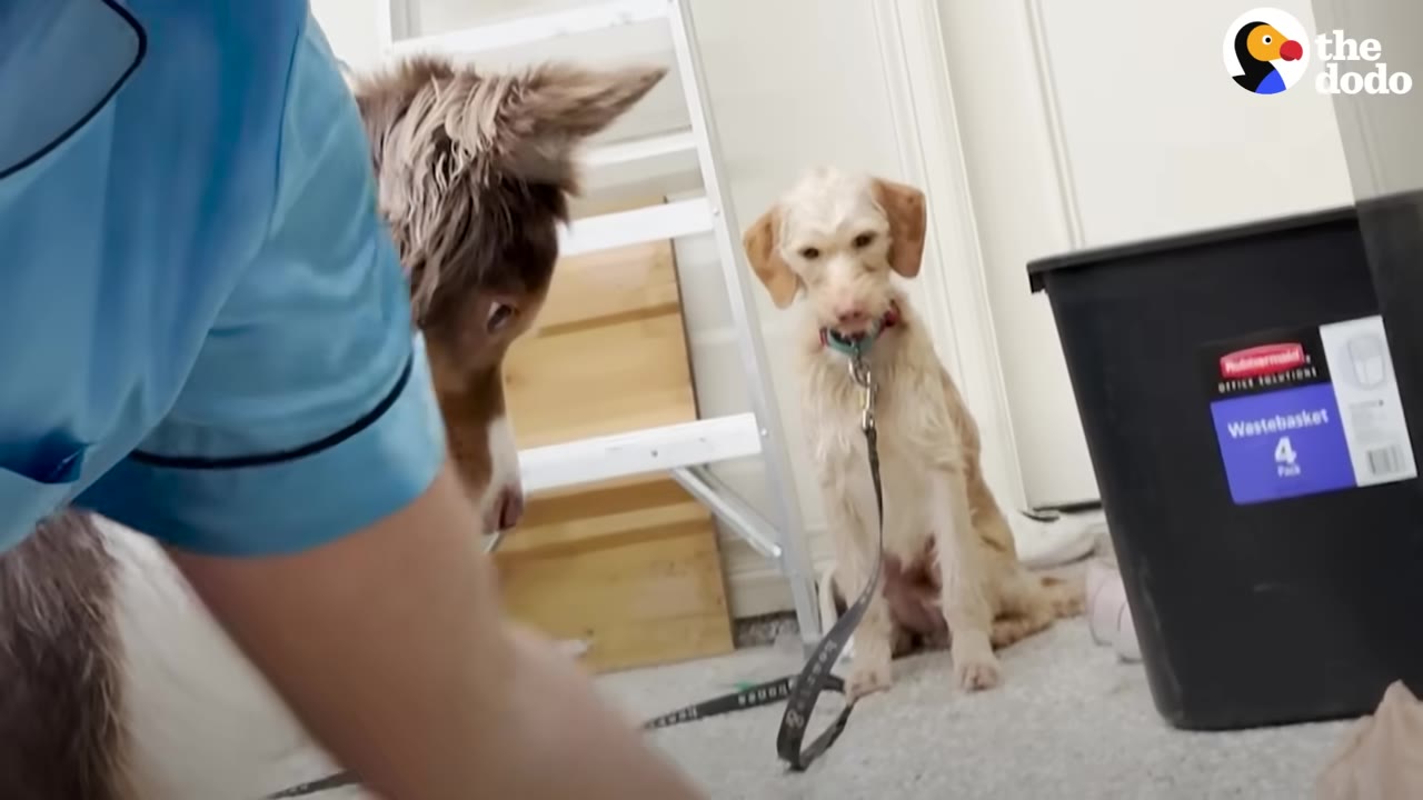 A timid scruffy cream-colored dog sitting on a leash indoors and looking cautiously toward another dog.