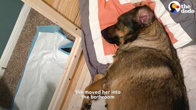 Texas Foster Dog Goes Into Labor During A Freezing Blackout, But Her Rescuers Find A Brilliant Way To Save The Puppies