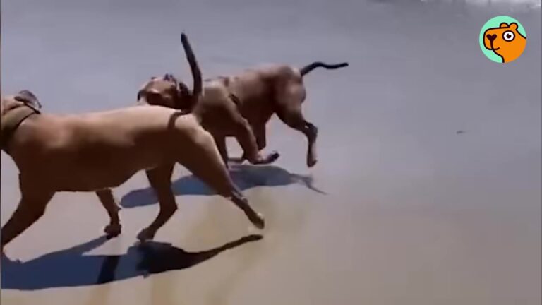 This California Rescue Dog Hid From The TV, So No One Expected What Happened At The Beach