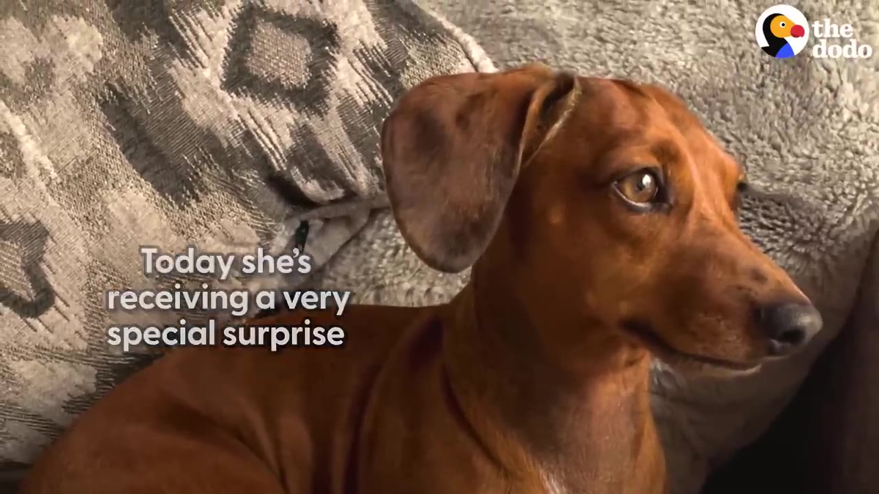 A brown dachshund sitting on a patterned cushion and looking off to the side.
