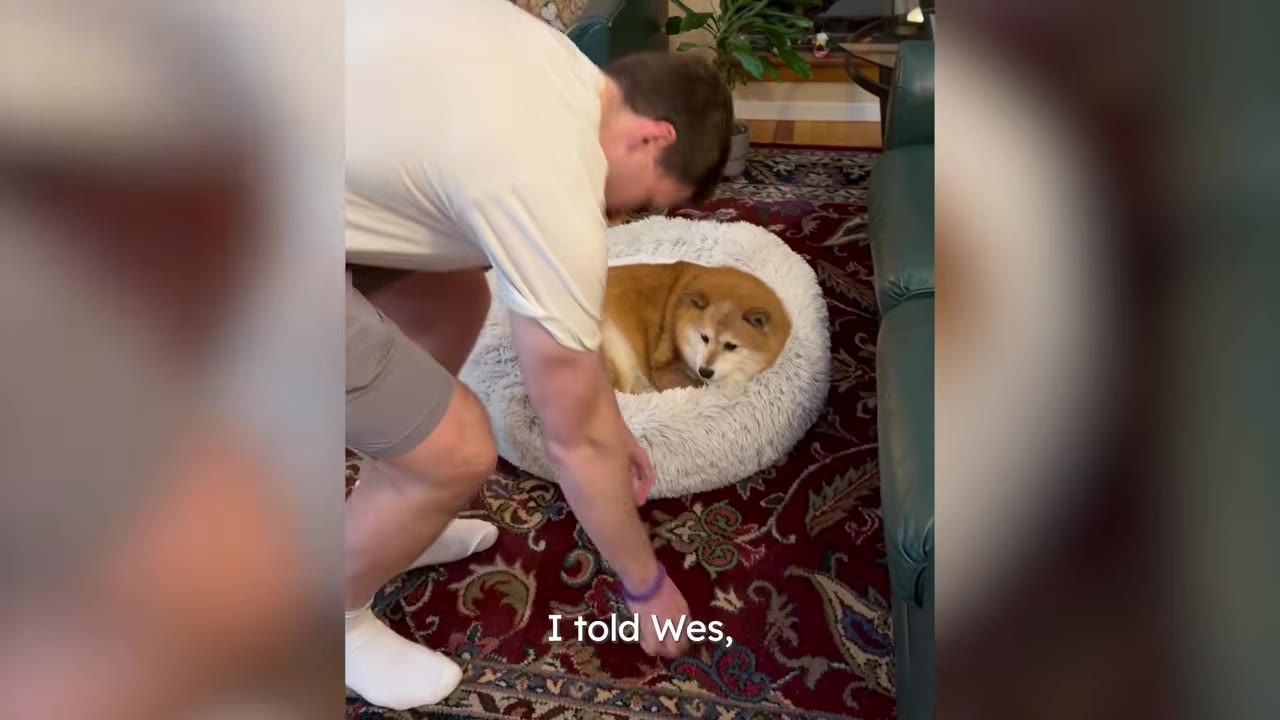 A fluffy Shiba Inu dog named Mason lies curled up in a round, grey plush dog bed on a patterned rug, looking up as a man in a light t-shirt leans down toward him.