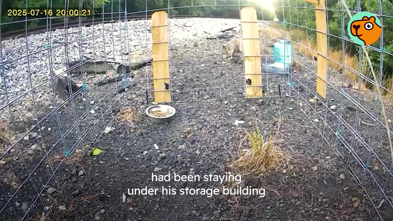 A wire trap enclosure set up on gravel ground near railroad tracks, with a food bowl inside and a dog visible in the background outside the trap.