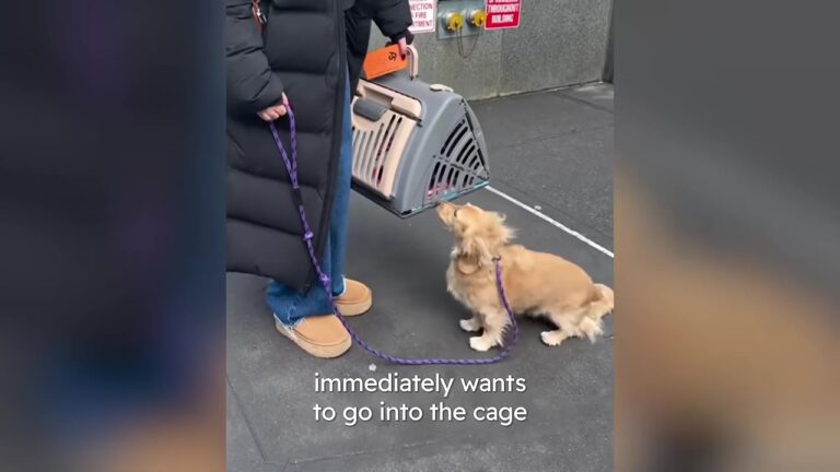 New York Dachshund Went Wild When She Saw A Tiny Kitten’s Carrier, But Her Owner Wasn’t Ready For What Came Next