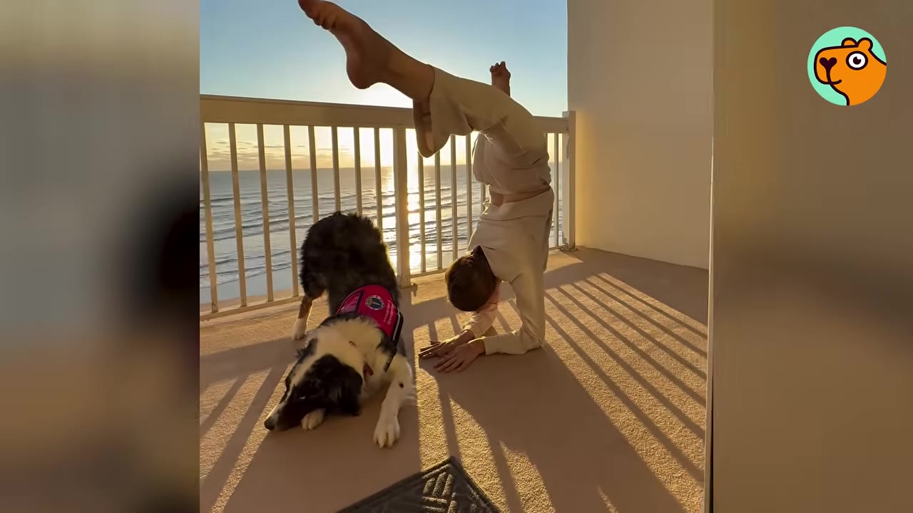 A dog stretches in a downward dog pose on a balcony while a person does a forearm stand beside it at sunset.