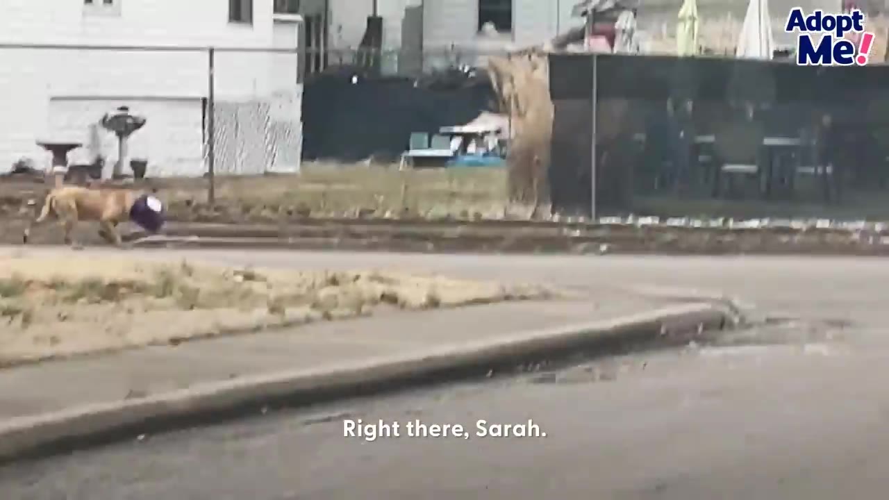 A dog with a purple container stuck on its head running along a street near houses.