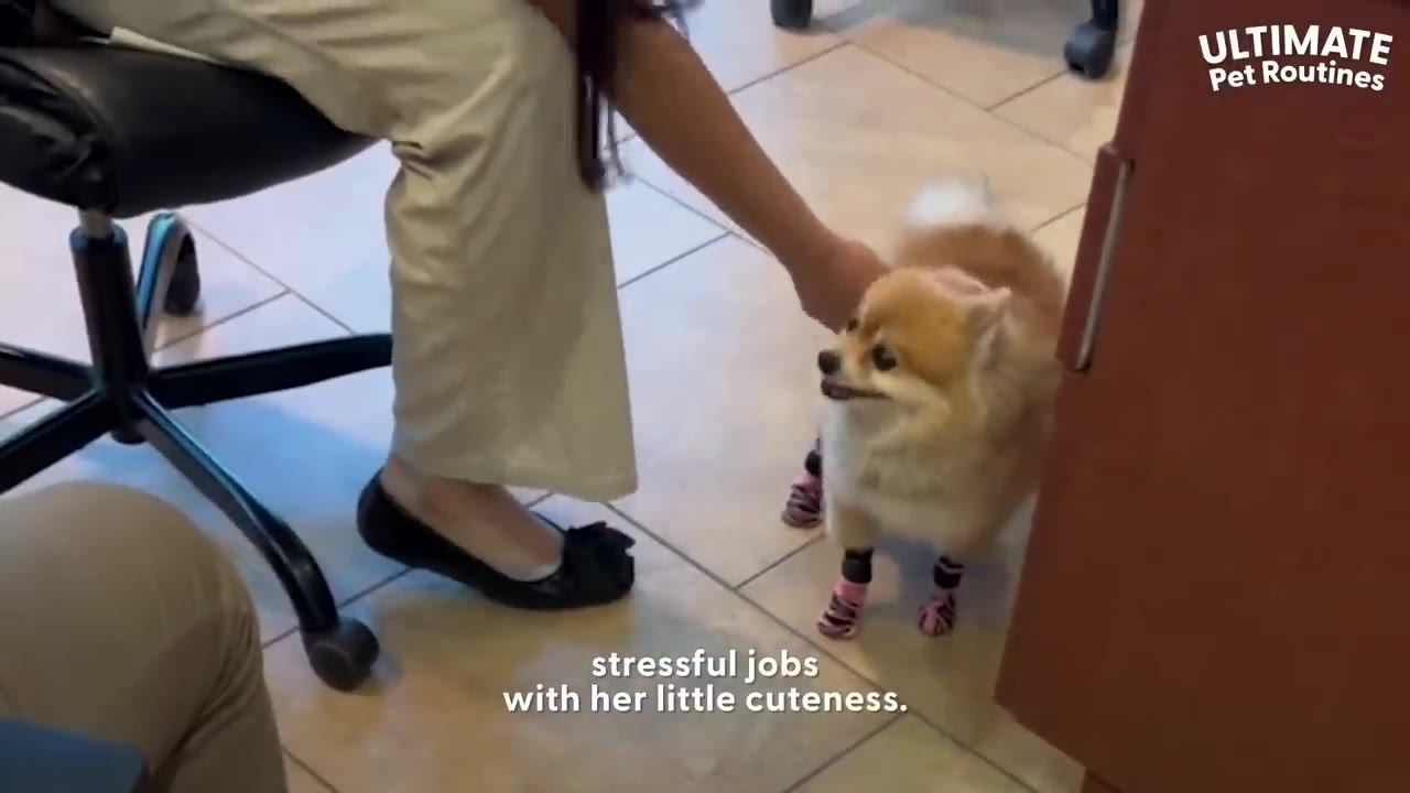 A small brown and white Pomeranian wearing pink booties stands on an office floor while a person reaches down from a desk chair to pet it.