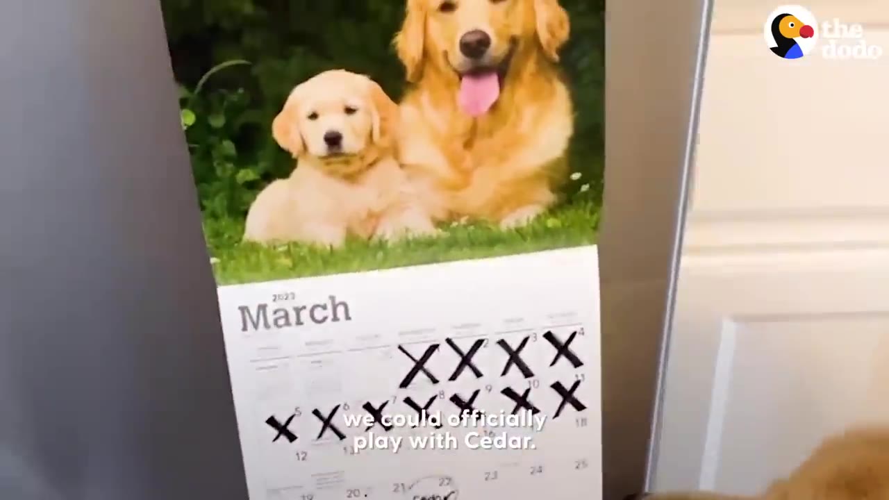 A March wall calendar hanging with days crossed off in black marker, featuring a photo of two Golden Retrievers.