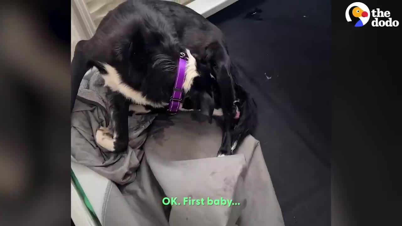 A black and white dog wearing a purple collar curls up on a grey blanket as she begins to deliver her first puppy.