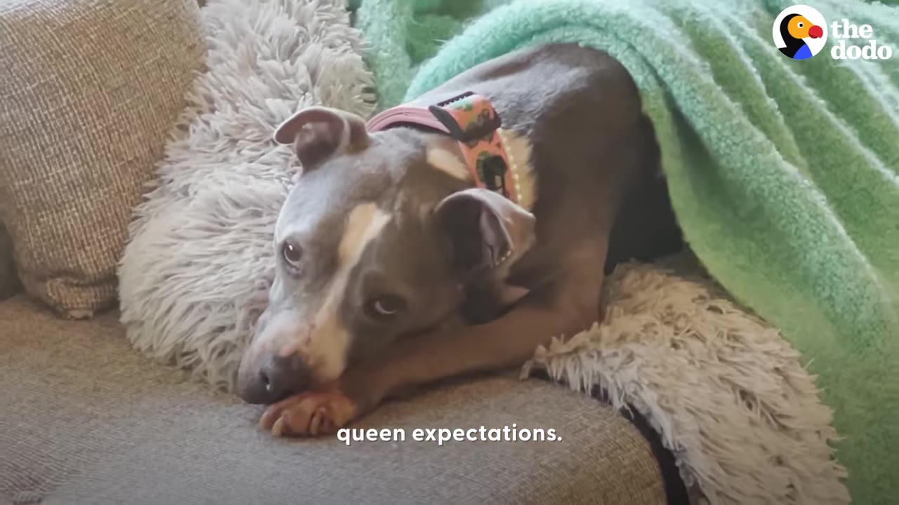 A grey and white pit bull resting comfortably on a couch under a light green blanket.