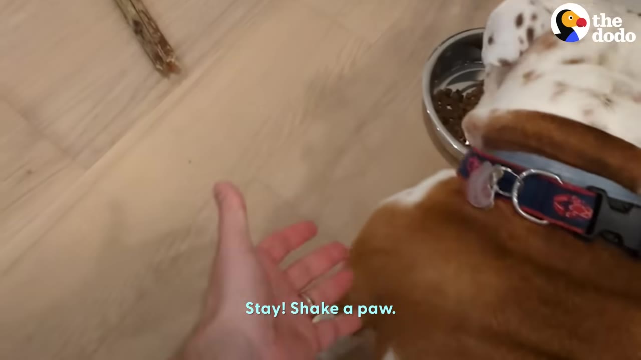 A person extending a hand toward a brown and white dog wearing a printed collar while standing over its food bowl indoors.