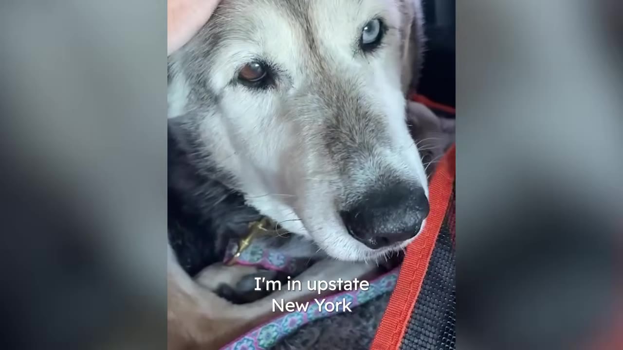 A close-up shot of a husky mix dog looking towards the camera while being gently petted.