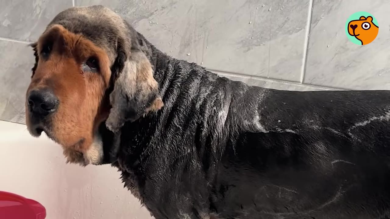 A wet hound-type dog standing in a tiled bathtub during a bath.