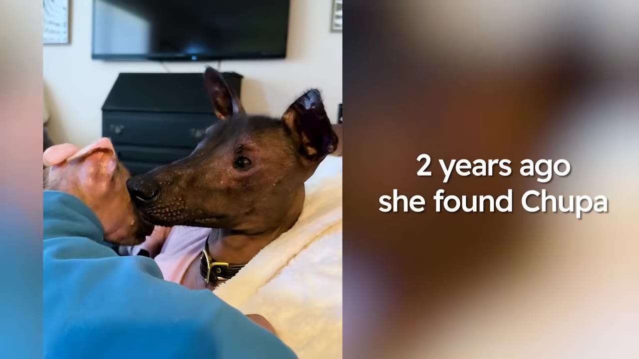 A dark-skinned Mexican Hairless dog named Chupa looking off to the side while being held.