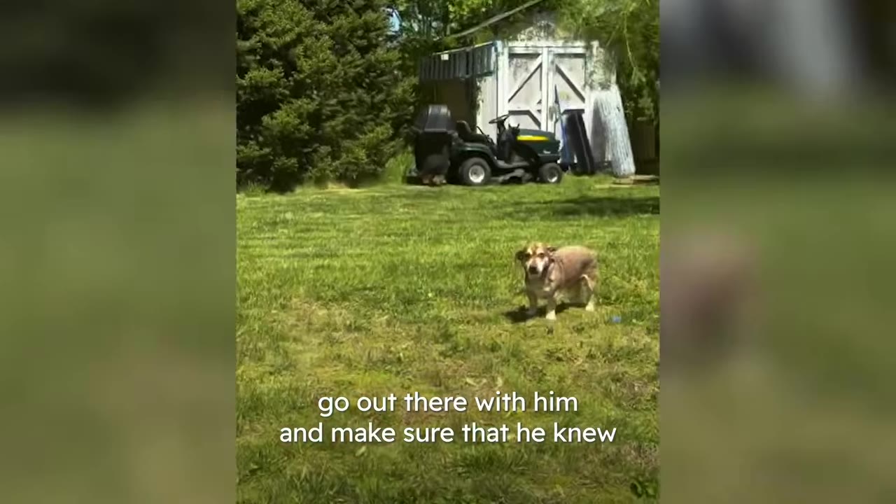 A small brown dog standing in a grassy backyard with a riding lawnmower and shed in the background.