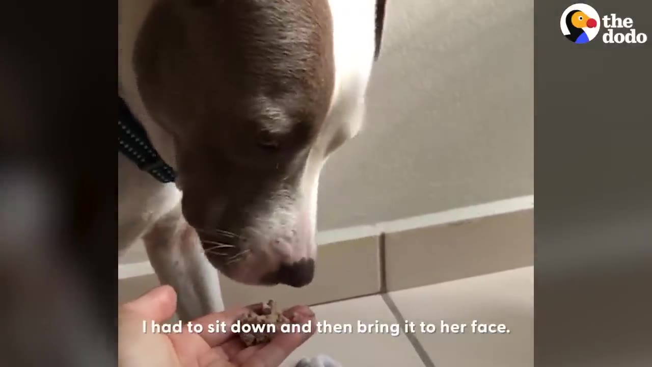 A person hand-feeding a brown and white dog who is sniffing food from an open palm.