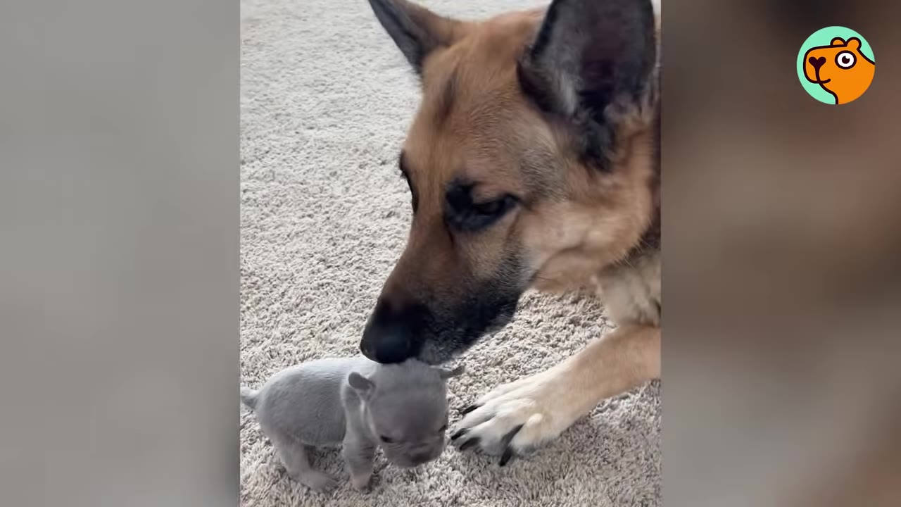 A German Shepherd gently rests its snout against a tiny grey puppy standing on a light carpet.