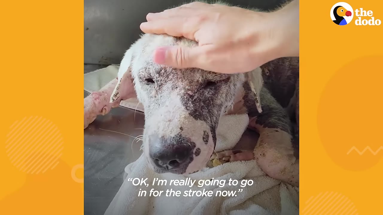 A close-up shot of a person's hand gently resting on the head of a dog with skin issues, who is lying down on a white towel.