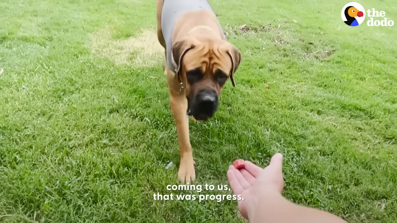 A large tan dog walking on green grass towards an outstretched hand holding a small red treat.
