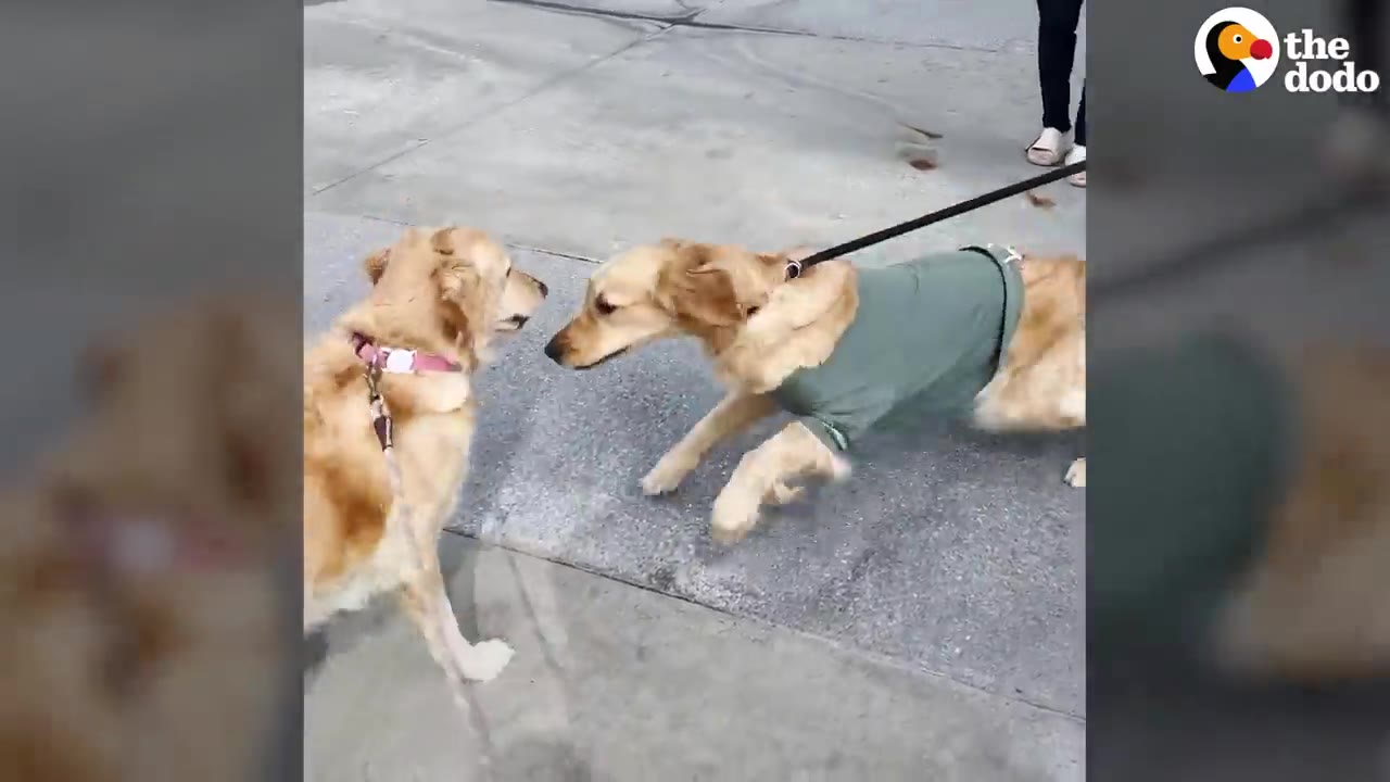Two golden retrievers meet outdoors on concrete, with one dog wearing a green shirt on a leash facing another retriever.