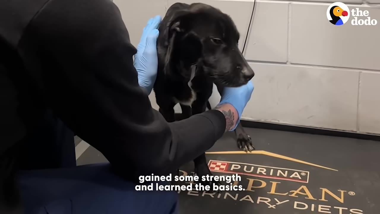 A black dog being gently held and examined by a veterinary professional wearing blue gloves.