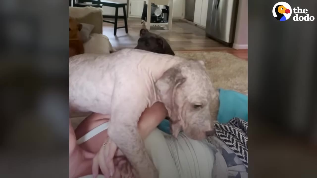 A rescued dog with healing skin resting atop its foster parent inside a living room.