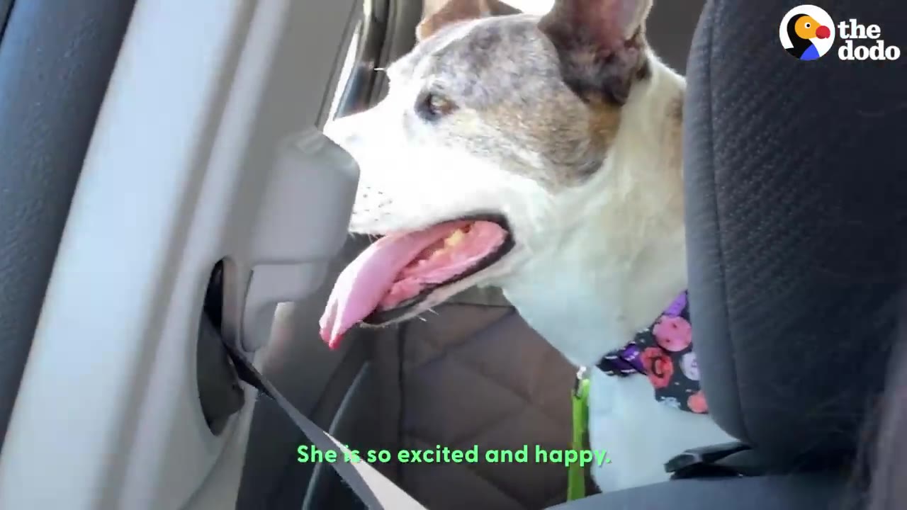 A brindle and white dog wearing a floral collar sits inside a car with her tongue out.