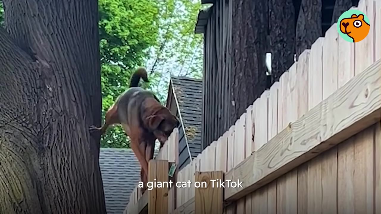 A medium-to-large brown dog balancing and climbing up between a tree trunk and a wooden fence.