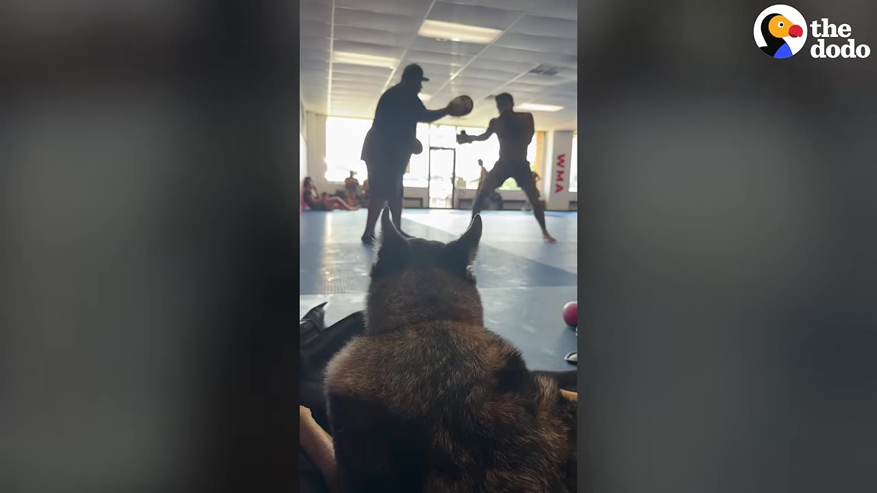 A dog with pointed ears sits on a blue mat, watching two men train in a gym in the background.