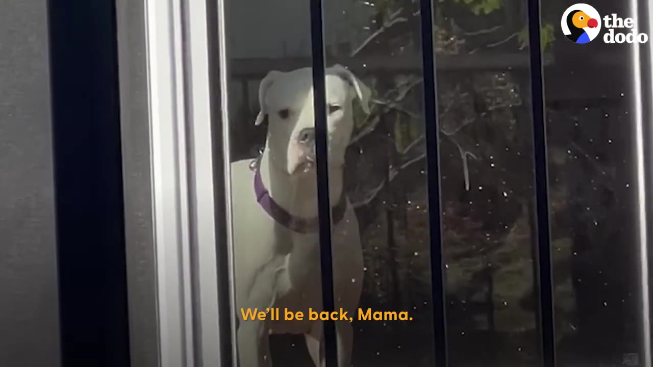 A white dog wearing a purple collar looks out through a glass door.