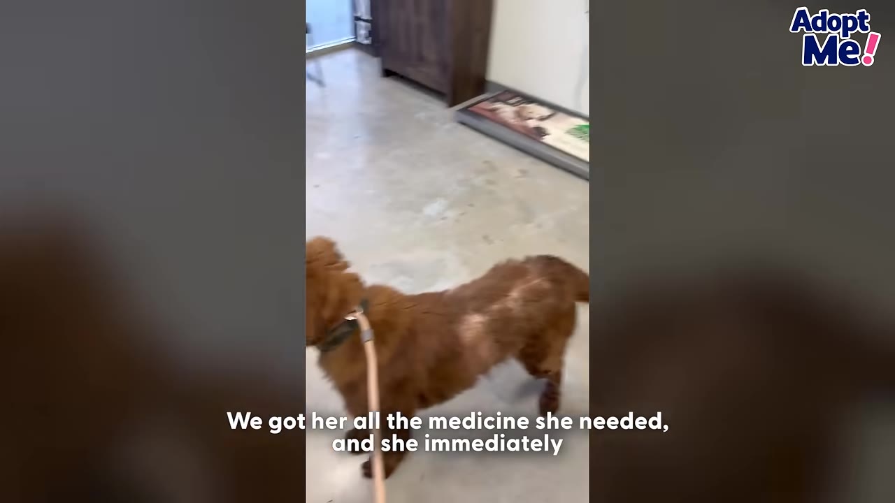 A brown dog on a leash stands inside a veterinary clinic with a scale visible in the background.