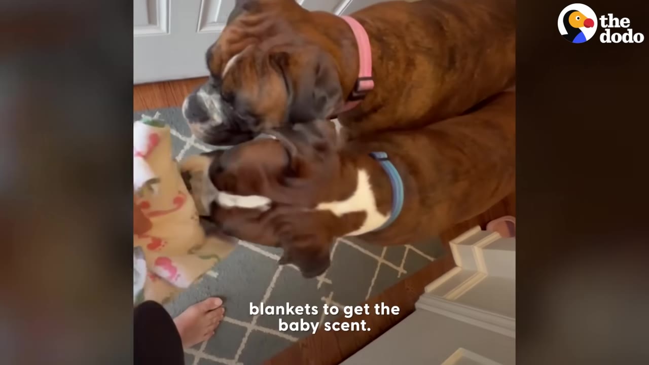 Two Boxer dogs leaning in to sniff a small patterned baby blanket held near the floor.