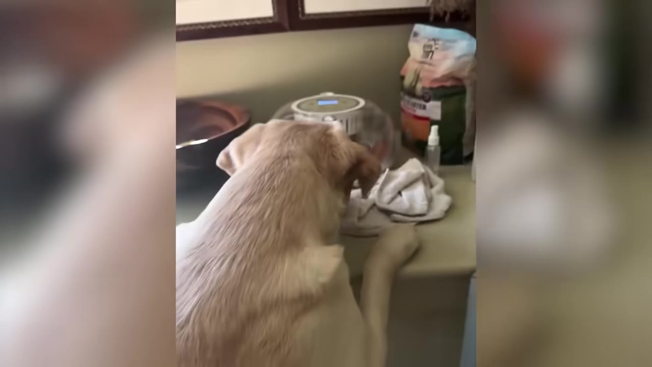 A yellow Labrador retriever leaning up on a counter and looking closely at an egg incubator.