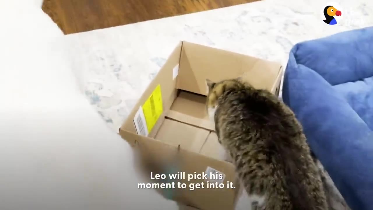 A tabby cat leaning over to inspect an open cardboard box sitting on the floor indoors.