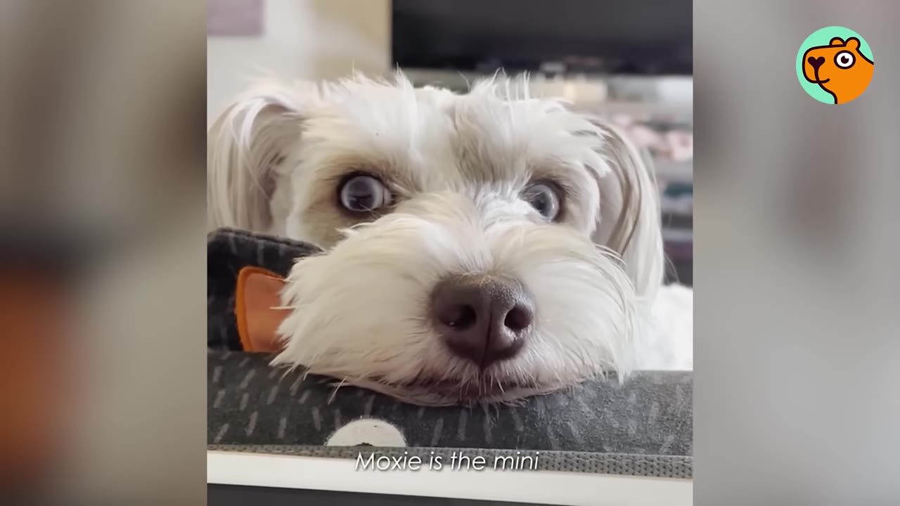A close-up shot of a small white dog with wide, expressive eyes resting its chin on a surface while looking directly at the camera.