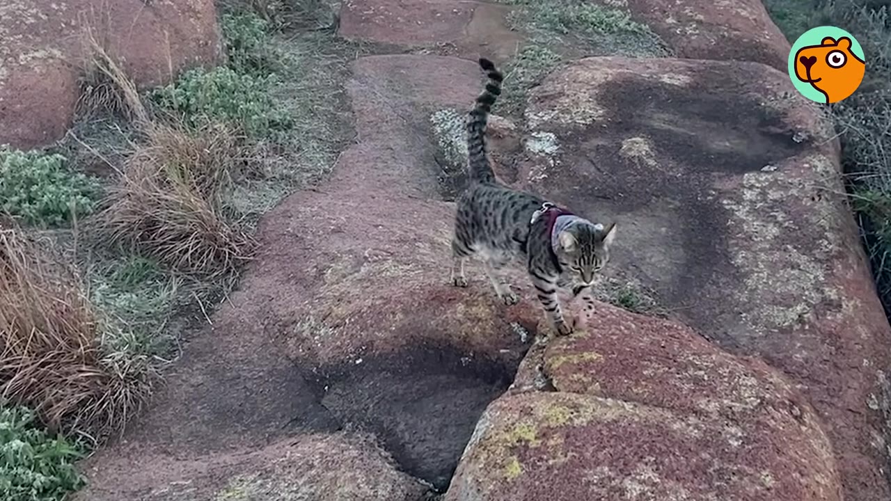A spotted tabby cat wearing a harness walks across large reddish rocks outdoors.