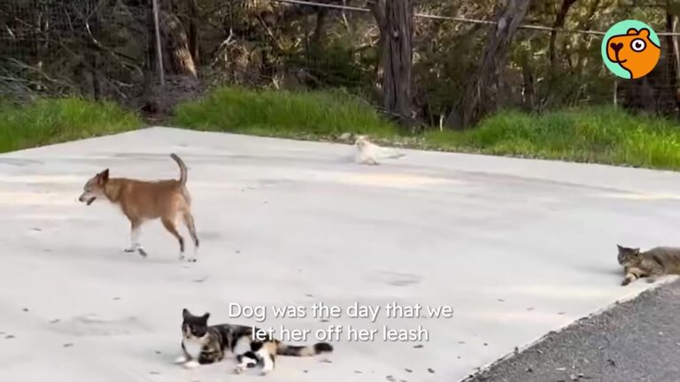 Texas Cat Sanctuary Founder Lets A Stray Dog Off Her Leash, Then Watches What Happens Around The Cats