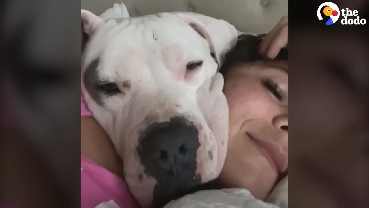 A close-up shot of a white dog with a dark patch over its eye cuddling next to a person's face in bed.