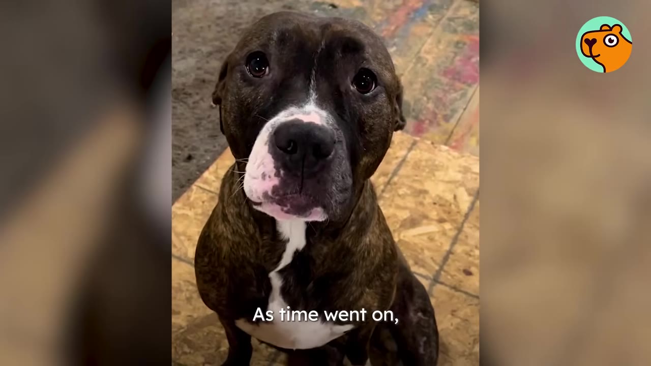 A close-up portrait of a brindle pit bull sitting indoors on plywood flooring and looking up at the camera.