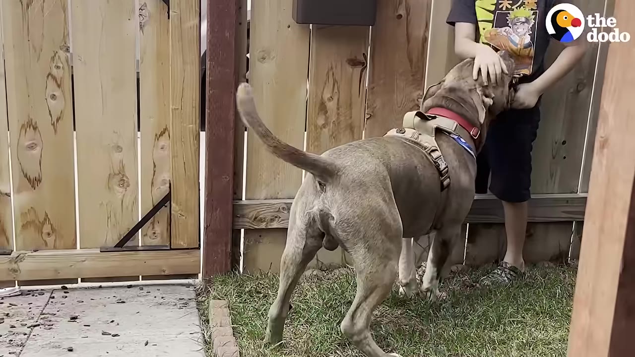 A large grey dog wearing a harness and a red collar stands in a grassy yard next to a wooden fence, happily wagging its tail as a person pets its head.