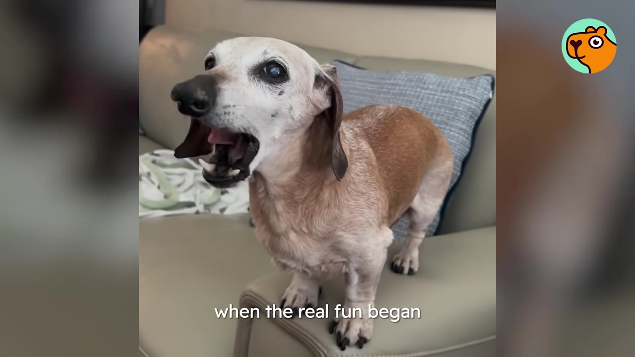 A small dachshund standing on the arm of a couch with its mouth open wide, making a vocal expression.