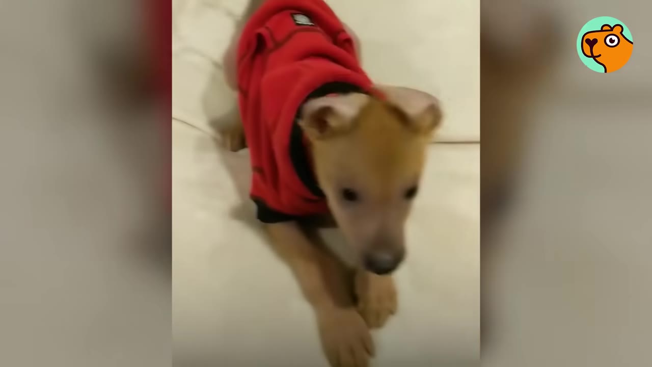 A small brown puppy wearing a red sweater sitting quietly on a light-colored surface.