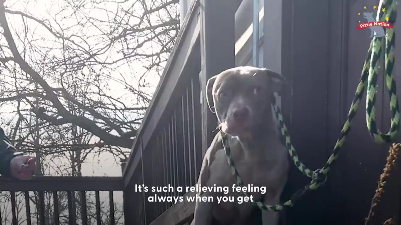 A gray and white dog sitting on a wooden deck with a green and yellow slip leash secured around its neck.