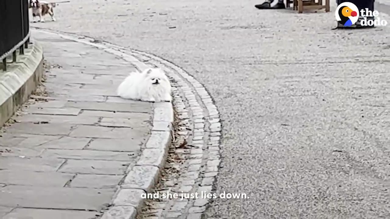 A small, fluffy white Pomeranian dog lying down on a stone sidewalk next to a paved path.