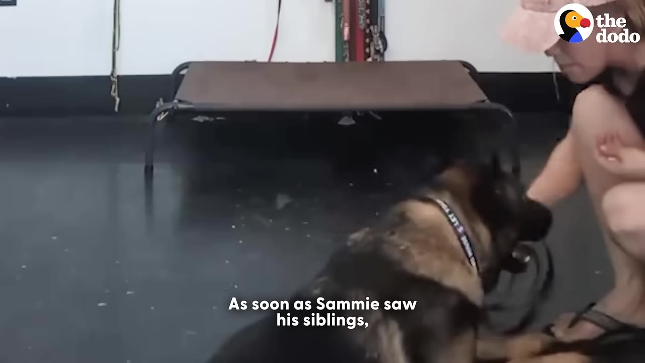 A German Shepherd dog named Sammie looks towards the side in an indoor training facility next to a person kneeling down.