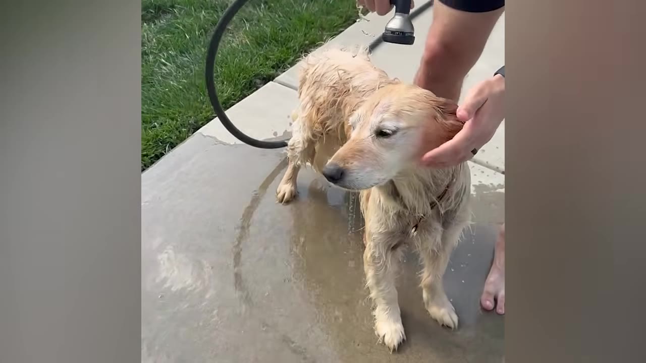 A wet golden retriever stands on a concrete patio while a person gently washes its fur with a hose and strokes its head.